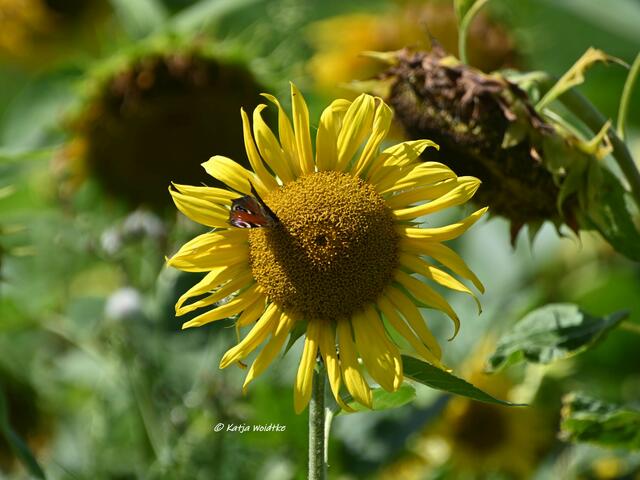 Naturparadiese in Niedersachsen

Tagpfauenauge am Sonnenblumenfeld - Stapelteiche bei Vörie | Foto: Katja Woidtke