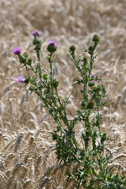 Naturparadiese in Niedersachsen

Distel im Kornfeld | Foto: Katja Woidtke