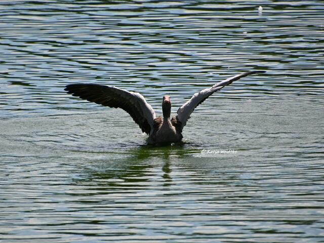 Naturparadiese in Niedersachsen

Graugans an den Stapelteichen bei Vörie | Foto: Katja Woidtke