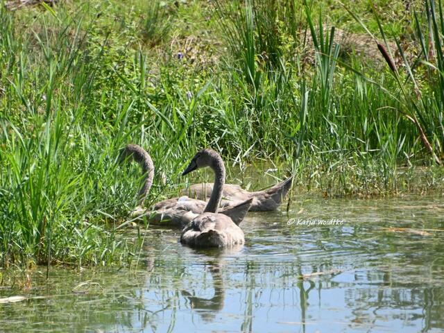 Naturparadiese in Niedersachsen

Jungschwäne an den Stapelteichen bei Vörie | Foto: Katja Woidtke