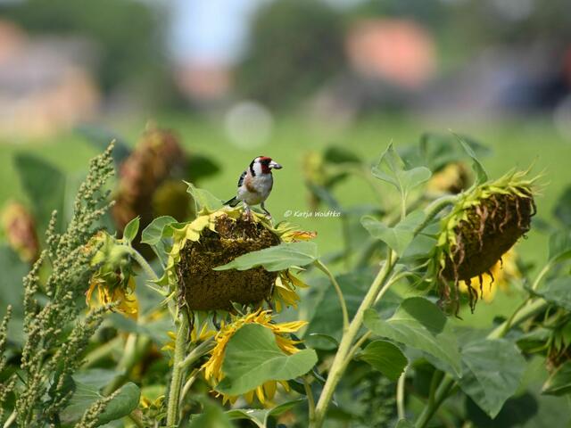 Naturparadiese in Niedersachsen

Stieglitz im Sonnenblumenfeld an den Stapelteichen bei Vörie | Foto: Katja Woidtke