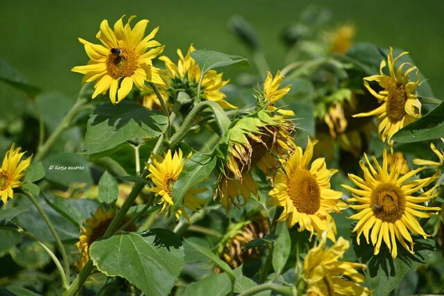 Naturparadiese in Niedersachsen

Sonnenblumen an den Stapelteichen bei Vörie | Foto: Katja Woidtke