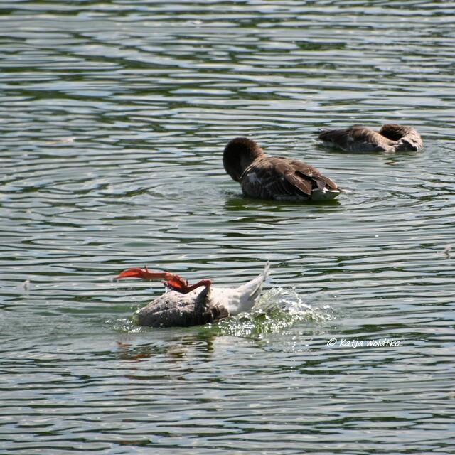 Naturparadiese in Niedersachsen

Da legst di nieder - Graugans beim Bad an den Stapelteichen bei Vörie | Foto: Katja Woidtke