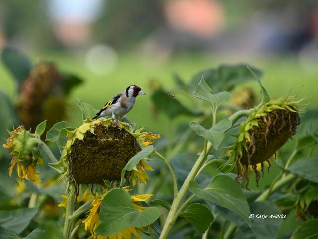 Naturparadiese in Niedersachsen

Stieglitz im Sonnenblumenfeld an den Stapelteichen bei Vörie | Foto: Katja Woidtke