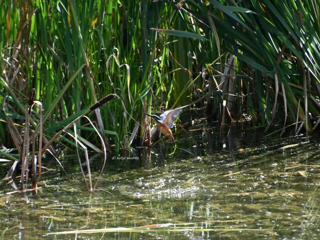 Naturparadiese in Niedersachsen

Eisvogel (Alcedo atthis) an den Stapelteichen | Foto: Katja Woidtke