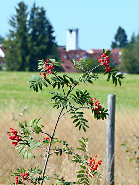 Im Hintergrund die Kirche von Deuringen