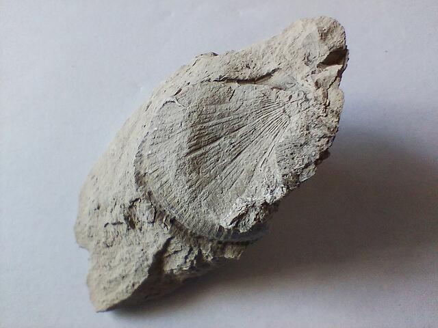 Spuren einer Muschel im Mergel. Cretirhynchia sp., gehört zu den Brachiopoden.
