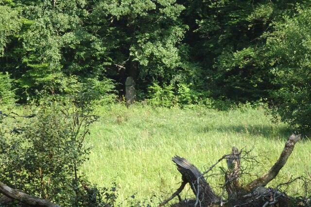 Wiese am Armen Heinrich