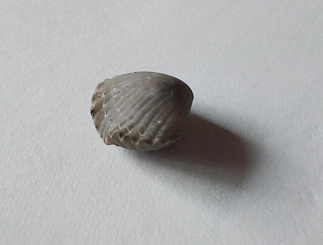 Muschel. Breite: 12 Millimeter.