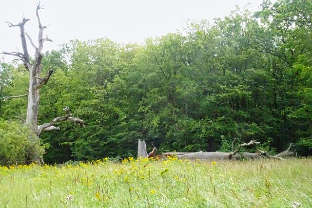 Natur pur im Burgesroth - Bruchholz Naturpark