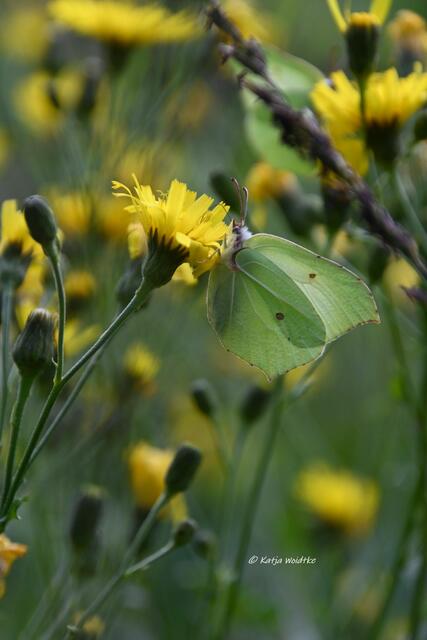Heideblüte am Angelbecksteich

Zitronenfalter (Gonepteryx rhamni) | Foto: Katja Woidtke