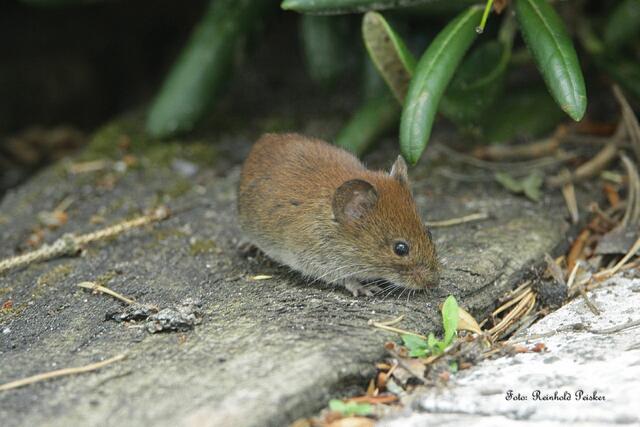 Foto: Foto: Reinhold Peisker