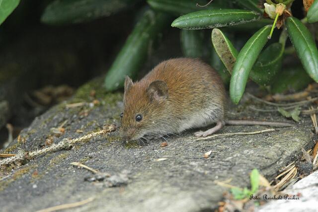 Foto: Foto: Reinhold Peisker