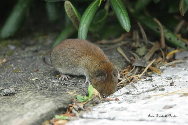 Foto: Foto: Reinhold Peisker