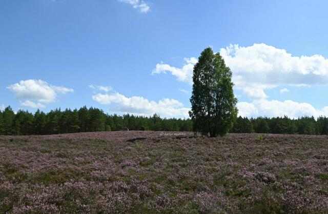 Heideblüte am Angelbecksteich | Foto: Katja Woidtke