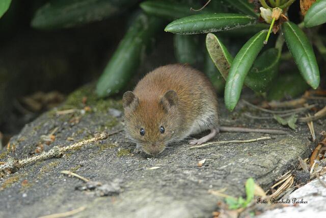 Foto: Foto: Reinhold Peisker