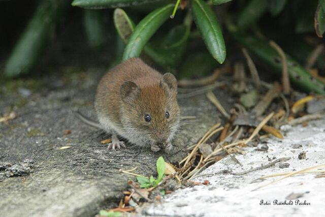 Foto: Foto: Reinhold Peisker