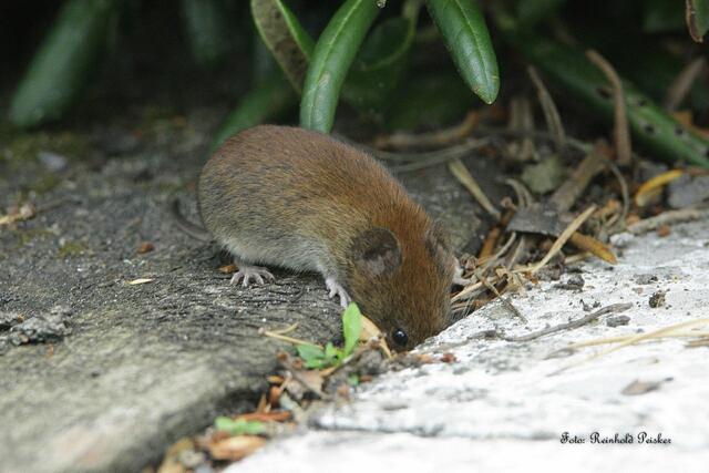 Foto: Foto: Reinhold Peisker