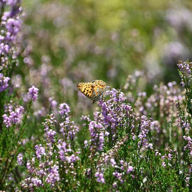 Heideblüte am Angelbecksteich

Perlmuttfalter (Argynnini) | Foto: Katja Woidtke