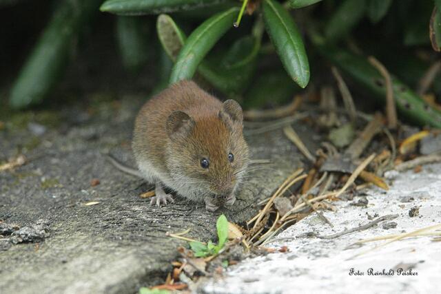 Foto: Foto: Reinhold Peisker