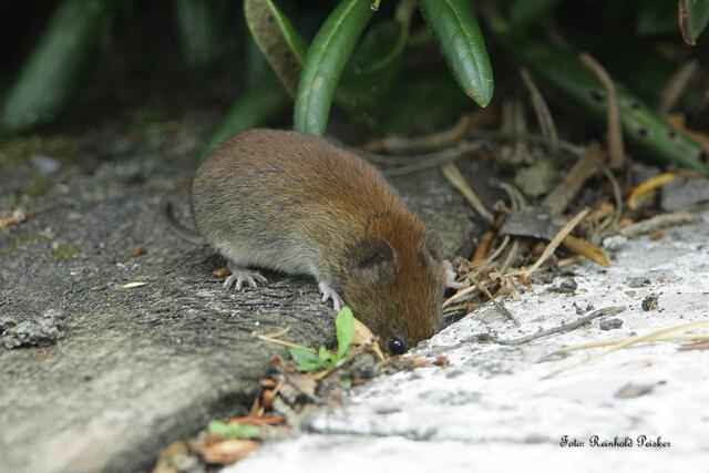 Foto: Foto: Reinhold Peisker
