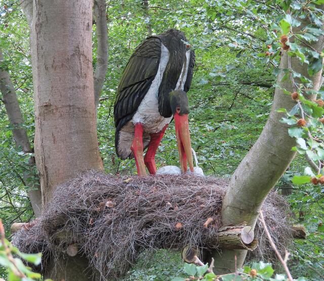 Der SCHWARZSTORCH auf seinem Horst. | Foto: M. A.