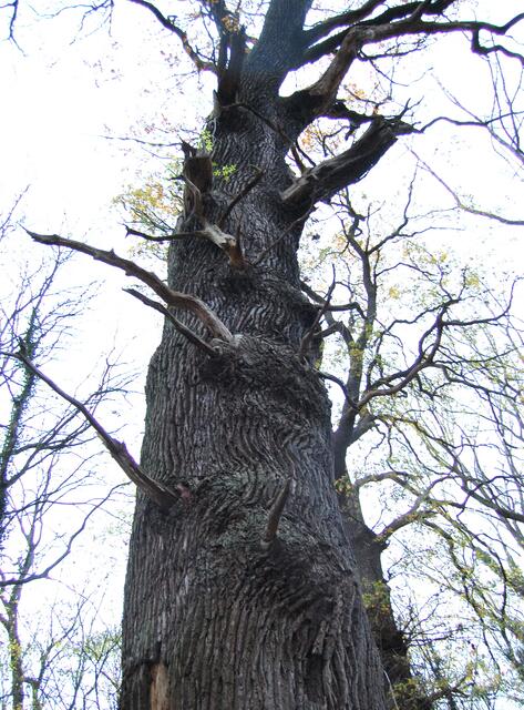 Aber auch er hat eine Besonderheit zu bieten, ein Naturdenkmal. Diese Eiche soll stolze 320 Jahre alt sein.