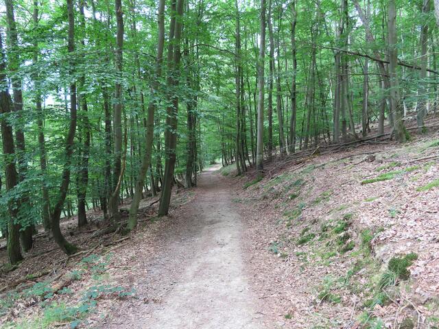 Auf dem "Urigen Pfad" ... von dort hinten sind wir gekommen und uns ist keine Menschenseele begegnet ... die meisten gehen den "Eichhörnchenpad" wieder bis zum Eingang zurück, da das Hinweisschild "Uriger Pfad" nicht auf Anhieb zu sehen ist. | Foto: M. A. 