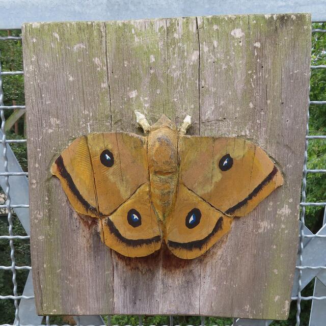 Dieser FALTER ist ein NAGELFLECK. | Foto: M. A.