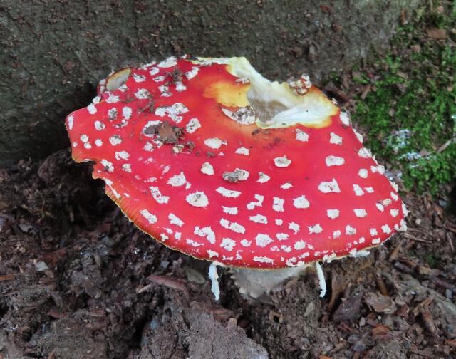 Diesen PILZ kennt wohl jeder. | Foto: M. A. 