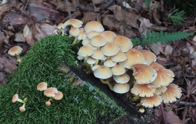Auf dem "Urigen Pfad" gab es viele verschiedene Pilze (einzeln und auch in Gruppen) zu sehen. | Foto: M.A.