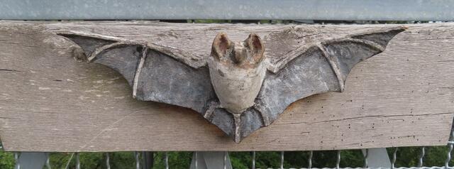 BECHSTEINFLEDERMAUS | Foto: M. A.