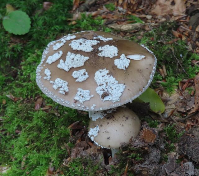 Bei diesem schönen Exemplar wäre ein Namensschild ganz hilfreich gewesen. | Foto: M. A.