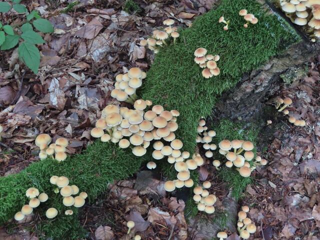 Kleine und größere Pilz-Gruppen. | Foto: M. A.