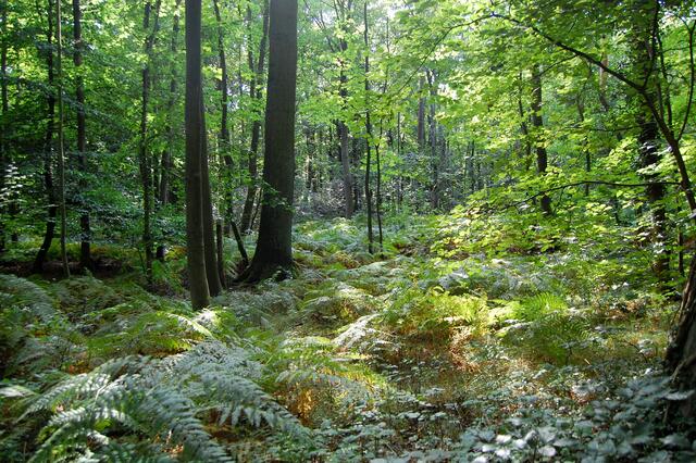 Ein normaler Wald ist hingegen der Misburger Wald.