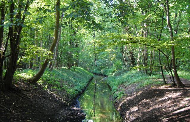 Mitten durch den Wald verläuft der Wietzegraben.
