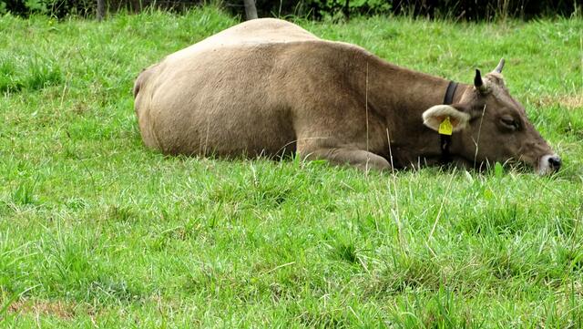 Eine zufriedene und glückliche Kuh | Foto: Luis Walter