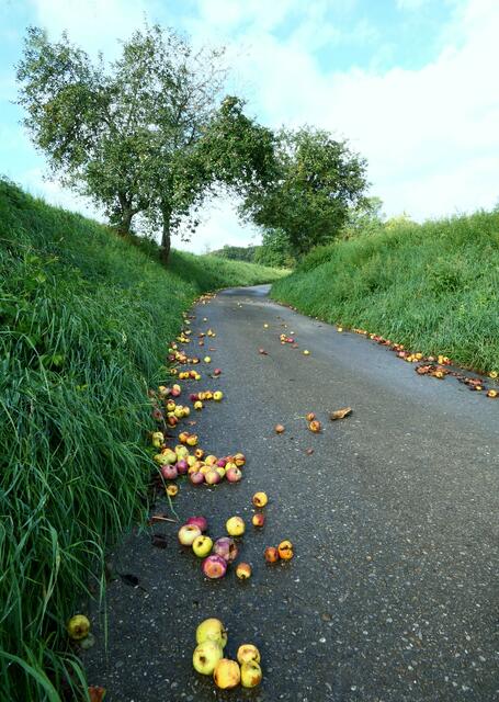 Der Hohlweg mit den Obstbäumen auf dem Weg zur "Schönen Aussicht" | Foto: Helmut Weinl