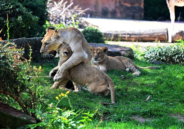 Rangeln mit der Mama