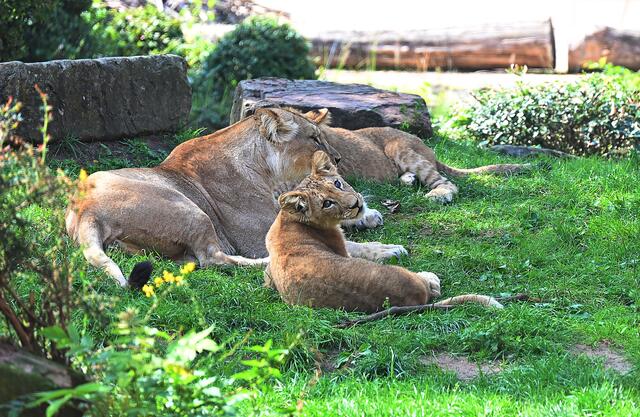 Löwennachwuchs im Erlebniszoo Hannover