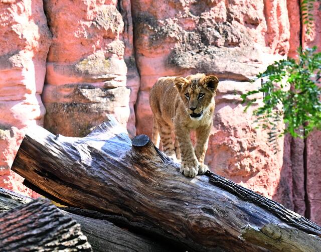 Löwennachwuchs im Erlebniszoo Hannover