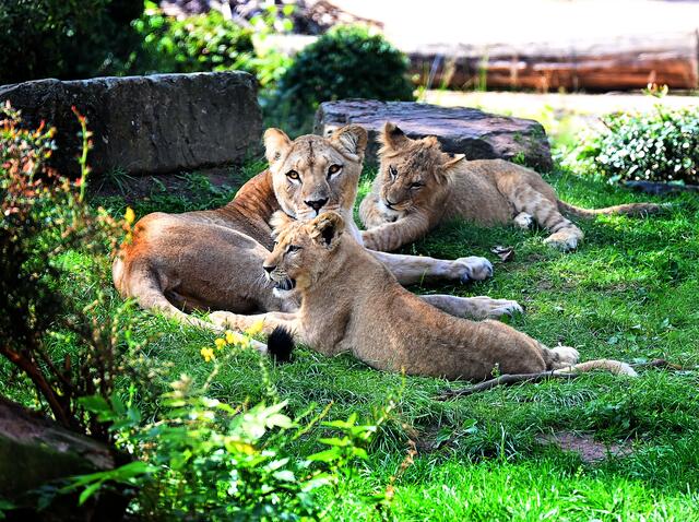 Löwennachwuchs im Erlebniszoo Hannover