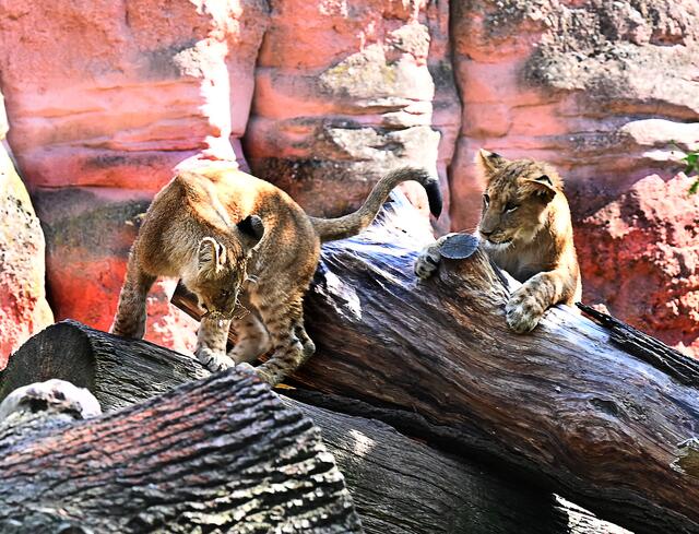 Löwennachwuchs im Erlebniszoo Hannover