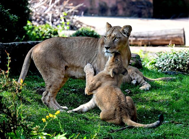 Rangeln mit der Mama