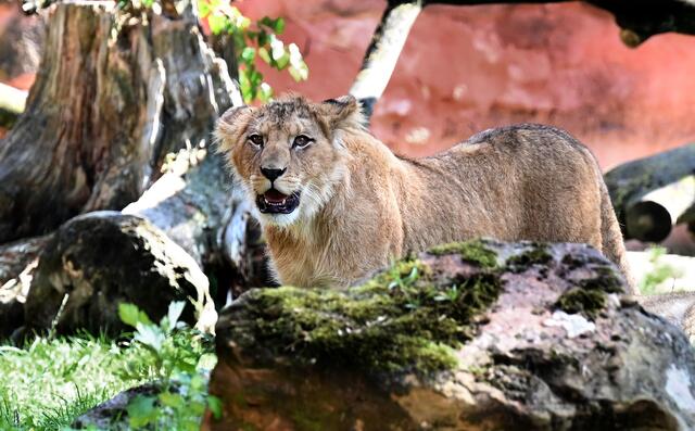 Löwennachwuchs im Erlebniszoo Hannover