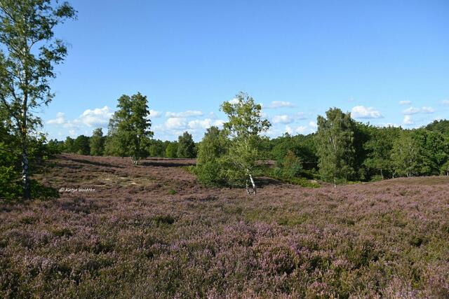 Landschaftsidylle in der Fischbeker Heide | Foto: Katja Woidtke