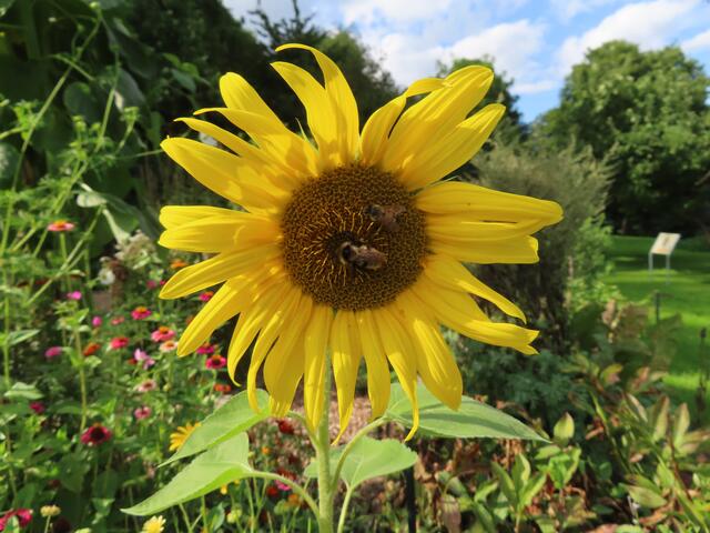 Sonnenblumen ...  | Foto: M. A.