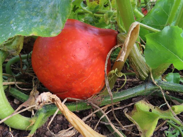 ... Hochbeet. | Foto: M. A.