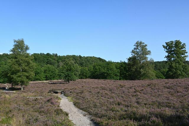 Landschaftsidylle in der Fischbeker Heide

Wie gemalt... | Foto: Katja Woidtke
