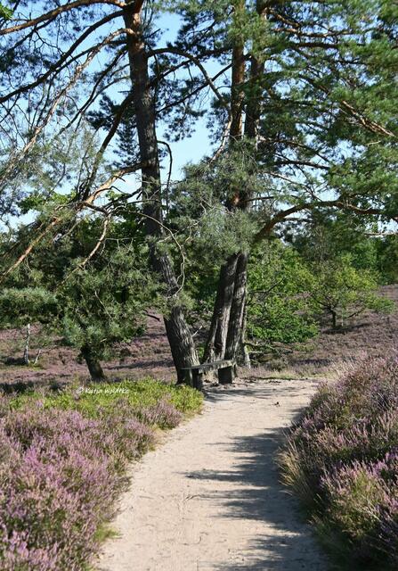 Landschaftsidylle in der Fischbeker Heide

Ruheplätzchen | Foto: Katja Woidtke